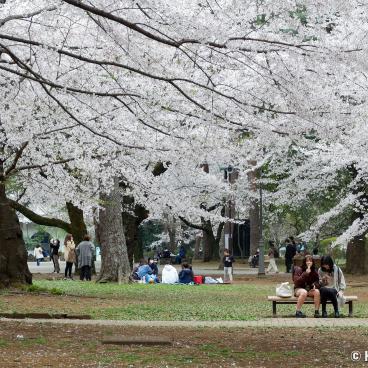 Omiya Park (Saitama), Hanami under the blooming cherry trees in spring