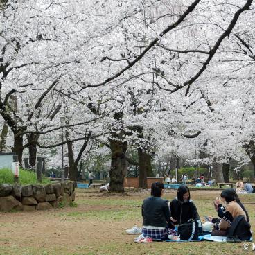 Omiya Park (Saitama), Hanami under the blooming cherry trees in spring 2