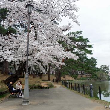 Omiya Park (Saitama), Strolling around the pond under the blooming cherry trees in spring