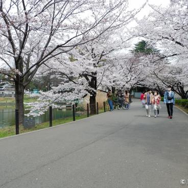Omiya Park (Saitama), Strolling around the pond under the blooming cherry trees in spring 2