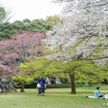 Omiya Park (Saitama), Lawns for picnic under the blooming cherry trees in spring
