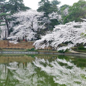 Omiya Park (Saitama), Pond and blooming cherry trees in spring