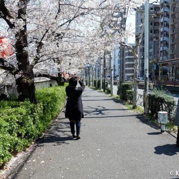 Stroll under the cherry trees in Omokage-bashi