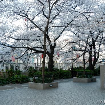 Stroll under the cherry trees in Omokage-bashi 3