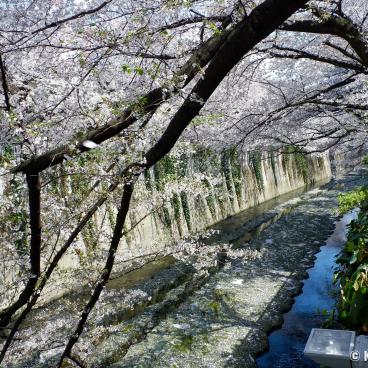 Stroll under the cherry trees in Omokage-bashi 4