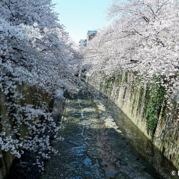 Stroll under the cherry trees in Omokage-bashi and Kanda River