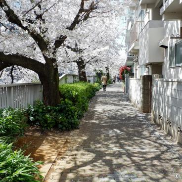 Stroll under the cherry trees in Omokage-bashi 5