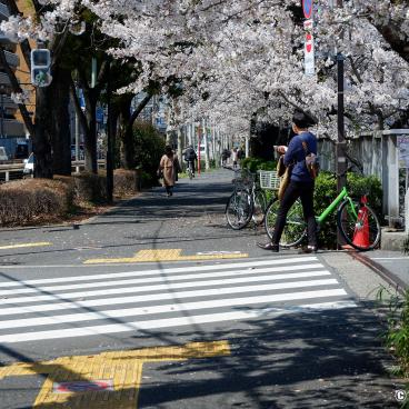 Stroll under the cherry trees in Omokage-bashi 2