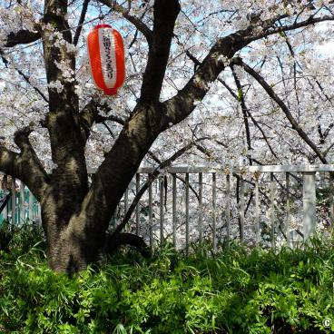 Lantern for the evening light-up in Omokage-bashi