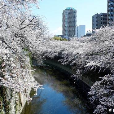 Blooming cherry trees on the Kanda River from Omokage-bashi Bridge