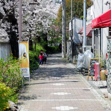 Stroll under the cherry trees in Omokage-bashi 6