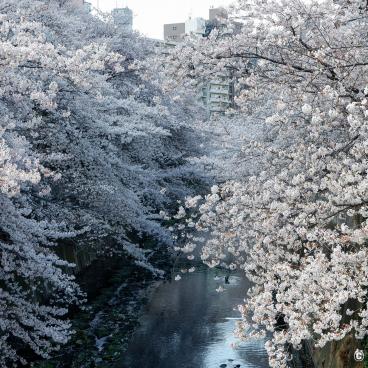 Blooming cherry trees on the Kanda River from Omokage-bashi Bridge 3