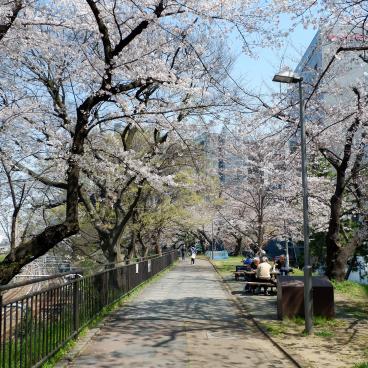 Sotobori Park (Tokyo), Walking path under the blooming cherry trees in late March