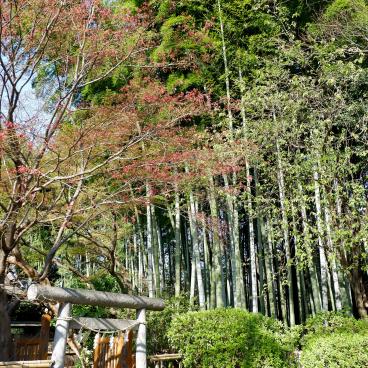 Zenpukuji-gawa (Tokyo), Bamboo grove of the shrine on the bank of the Zenpukuji River