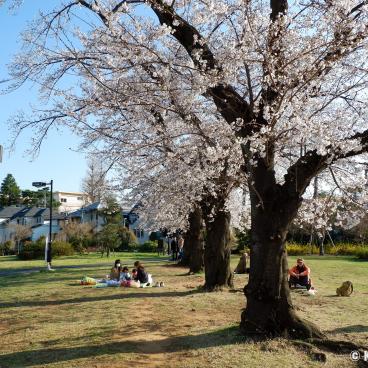 Zenpukuji-gawa (Tokyo), Residential neighborhood and blooming cherry trees in spring on the bank of the river