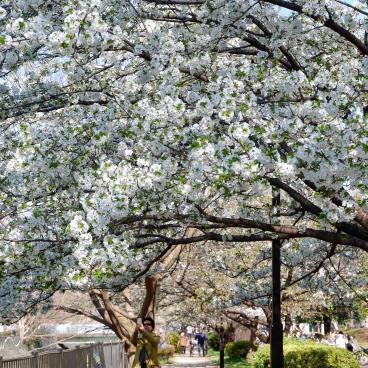 Zenpukuji-gawa (Tokyo), River bordered by the blooming cherry trees in spring 2