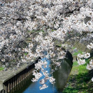 Zenpukuji-gawa (Tokyo), River bordered by the blooming cherry trees in spring 3