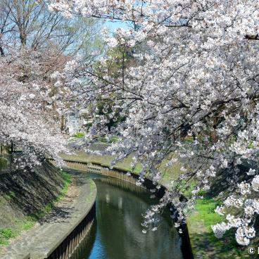 Zenpukuji-gawa (Tokyo), River bordered by the blooming cherry trees in spring 4