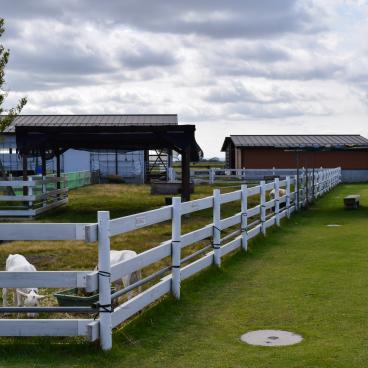 Niigata Agri Park, Cattle area