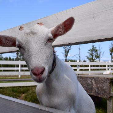 Niigata Agri Park, A goat in the cattle area