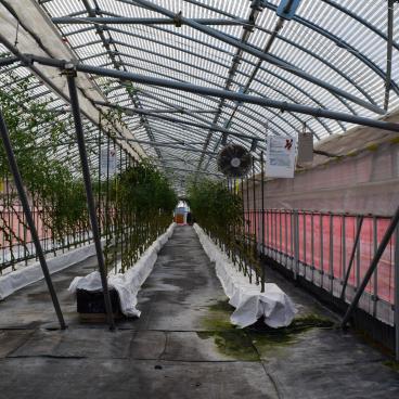 Niigata Agri Park, Visit of a greenhouse 2