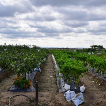 Niigata Agri Park, Cultivated fields