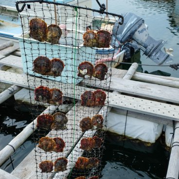 Mie prefecture, Cultured pearl harvest experience in Shinju no Sato in Ago Bay