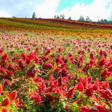 Biei (Hokkaido), Shikisai-no-oka flower fields 2