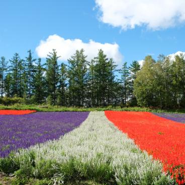 Biei (Hokkaido), Shikisai-no-oka flower fields 3
