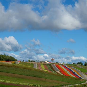Biei (Hokkaido), Shikisai-no-oka flower fields 4