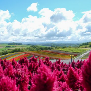 Biei (Hokkaido), Shikisai-no-oka flower fields 5