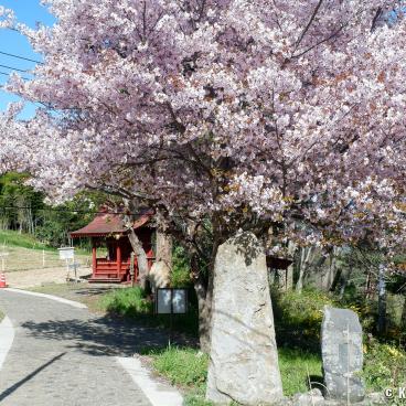 Fukushima City (Tohoku), Blooming cherry tree on Mount Shinobu