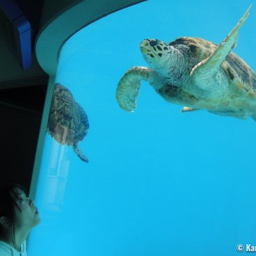 Okinawa Churaumi Aquarium, Sea turtles' pool 2