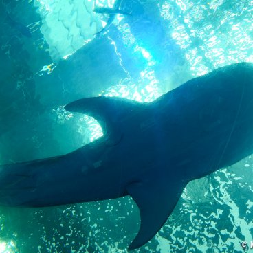 Okinawa Churaumi Aquarium, Bottom view of the whale shark