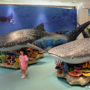 Okinawa Churaumi Aquarium, Whale shark mascots