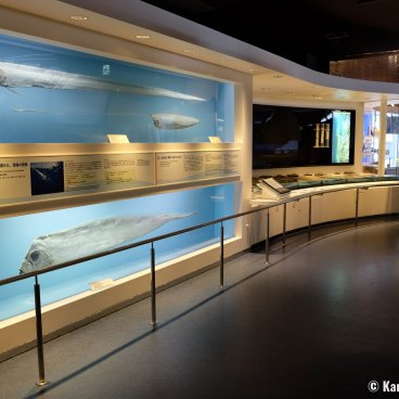 Okinawa Churaumi Aquarium, Exhibition dedicated to deep sea creatures