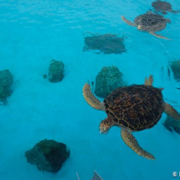 Okinawa Churaumi Aquarium, Sea turtles' pool