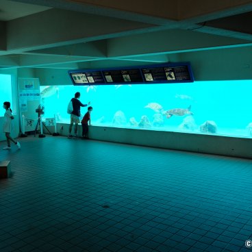 Okinawa Churaumi Aquarium, Sea turtles' pool 3