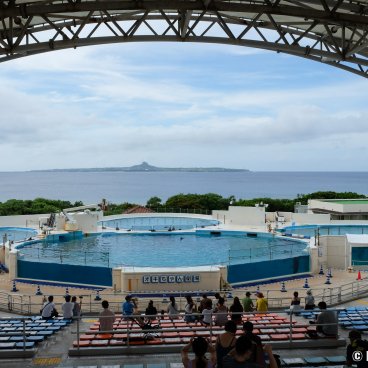 Okinawa Churaumi Aquarium, Dolphins' show