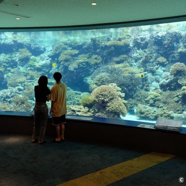 Okinawa Churaumi Aquarium, Tropical fish and corals 