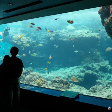 Okinawa Churaumi Aquarium, Tropical fish and corals 2