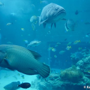 Okinawa Churaumi Aquarium, Tropical fish and corals 3