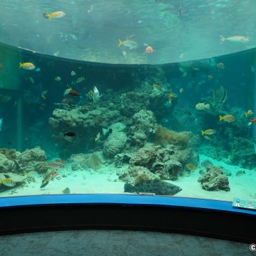 Okinawa Churaumi Aquarium, Tropical fish and corals 4