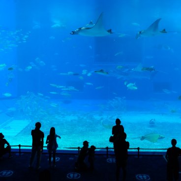 Okinawa Churaumi Aquarium, Kuroshio Sea water tank and manta rays