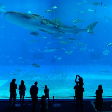 Okinawa Honto, Kuroshio sea water tank with whale shark and manta rays at Okinawa Churaumi Aquarium