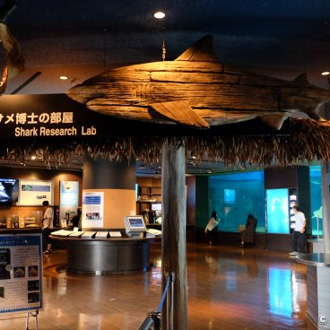 Okinawa Churaumi Aquarium, Exhibition dedicated to sharks