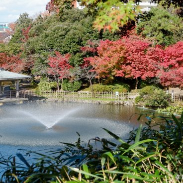 Takaoka (Toyama), Castle park and red maple trees in autumn
