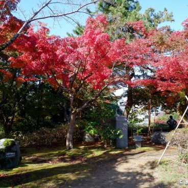 Takaoka (Toyama), Castle park and red maple trees in autumn 2