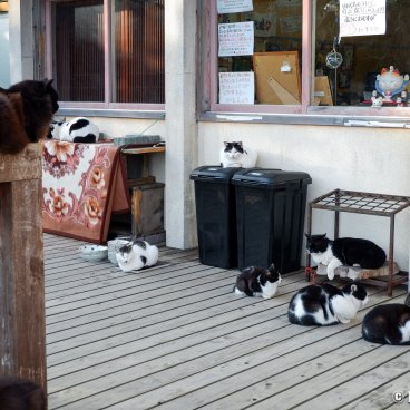 Tashirojima (Ishinomaki), Cats at Shima no Eki cafe and store's doorstep