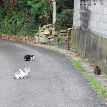 Tashirojima (Ishinomaki), Cats on the road